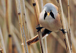 Bearded Reedling