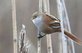 Bearded Reedling