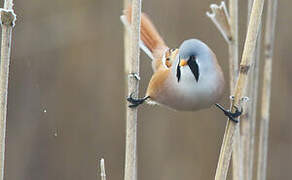 Bearded Reedling