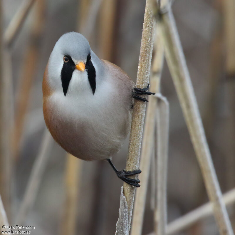 Bearded Reedling