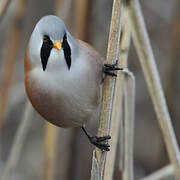 Bearded Reedling