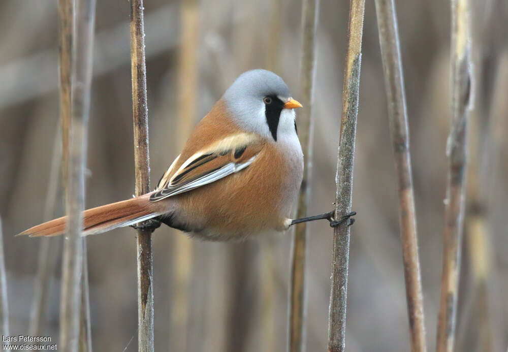 Bearded Reedling male adult, pigmentation, Behaviour