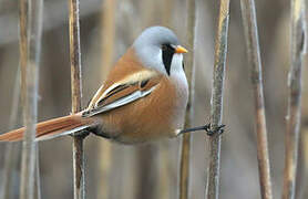 Bearded Reedling