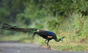 Green Peafowl