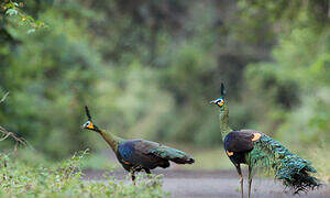 Green Peafowl