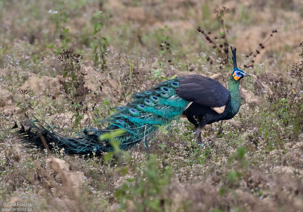 Green Peafowl