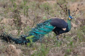 Green Peafowl