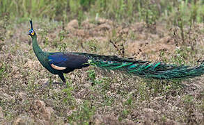 Green Peafowl