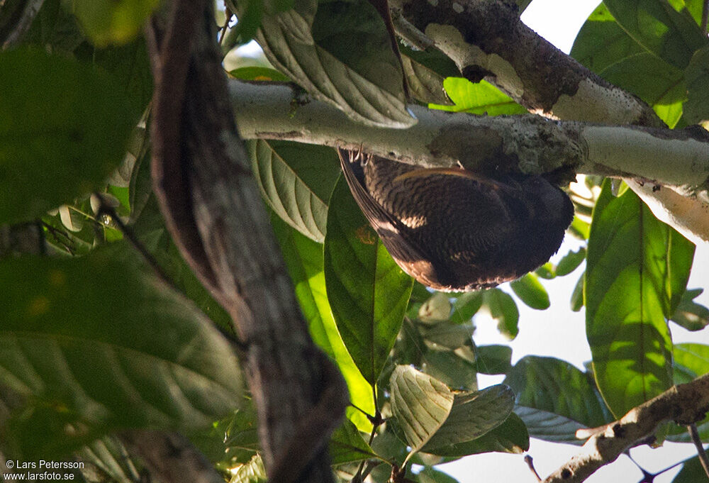 Pale-billed Sicklebill