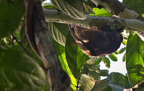 Pale-billed Sicklebill