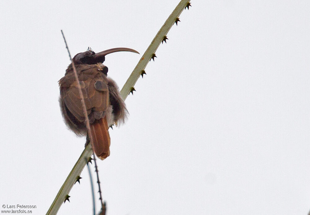 Pale-billed Sicklebill