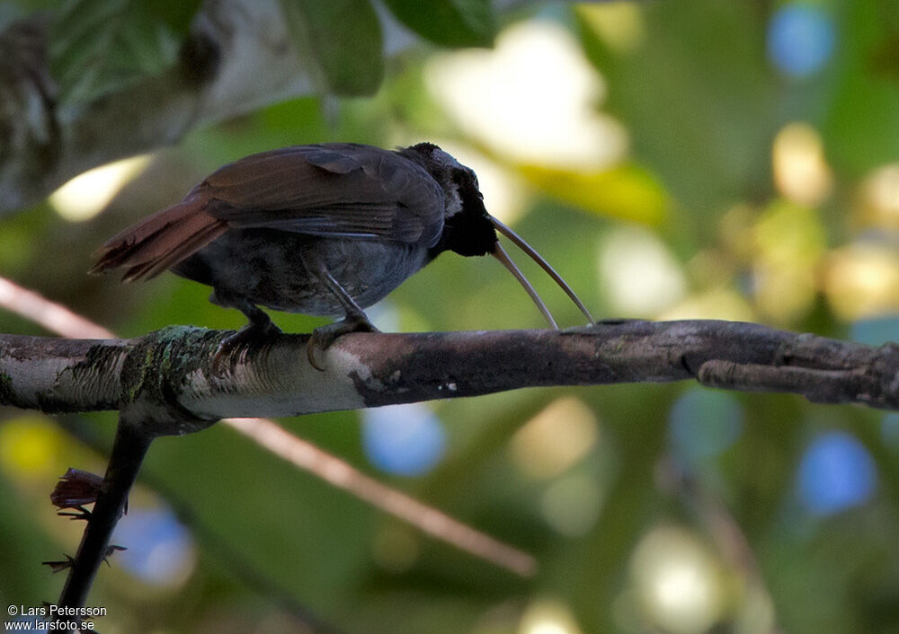 Pale-billed Sicklebill