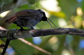 Pale-billed Sicklebill