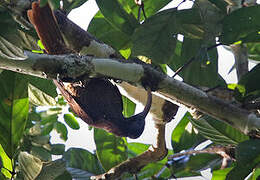 Pale-billed Sicklebill