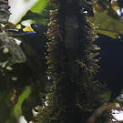 Paradisier caronculé