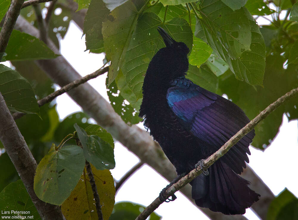 Curl-crested Manucode