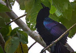 Curl-crested Manucode