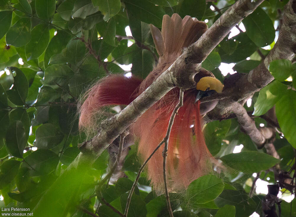 Goldie's Bird-of-paradise male adult, pigmentation, courting display, Behaviour