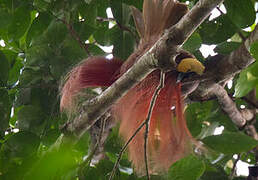 Goldie's Bird-of-paradise