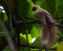 Goldie's Bird-of-paradise