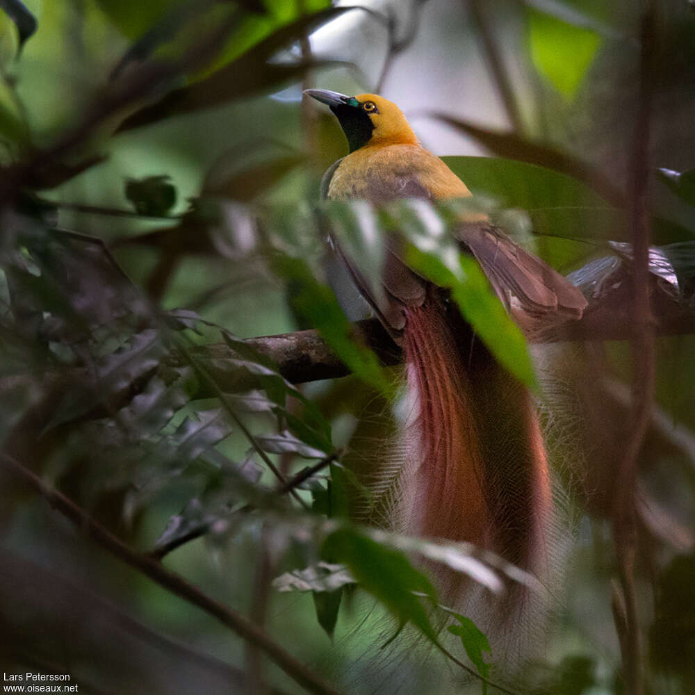 Goldie's Bird-of-paradise male adult breeding, identification