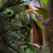 Goldie's Bird-of-paradise