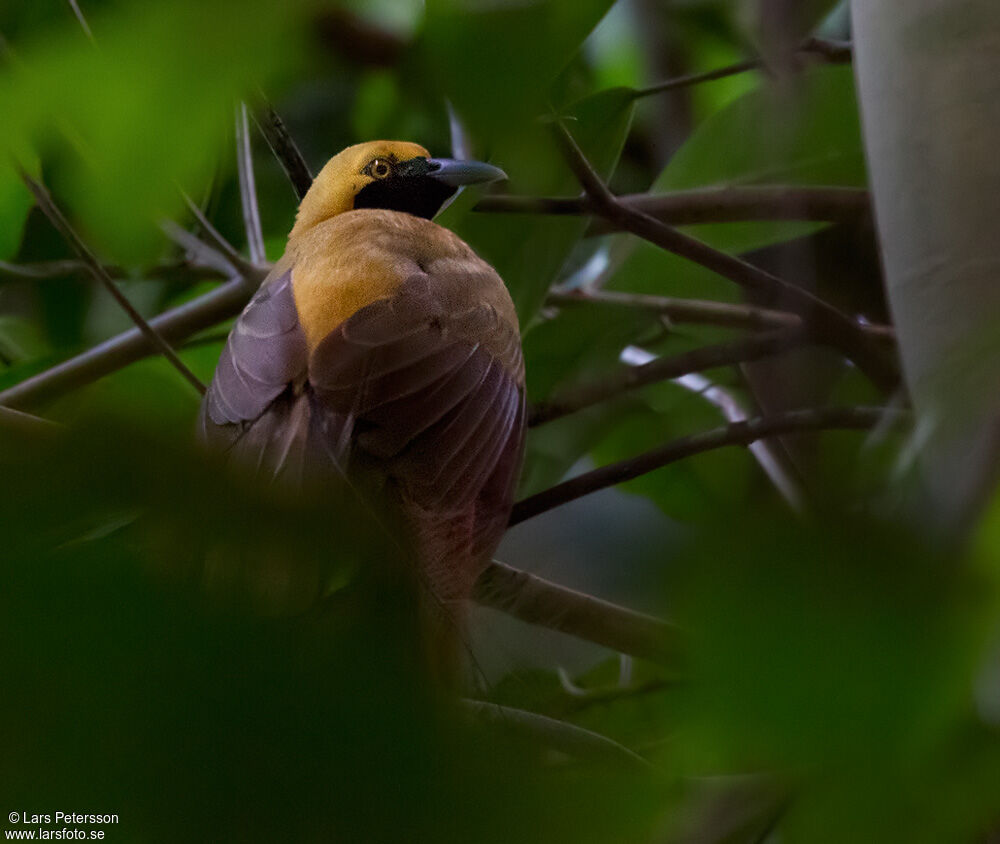 Goldie's Bird-of-paradise