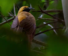 Goldie's Bird-of-paradise