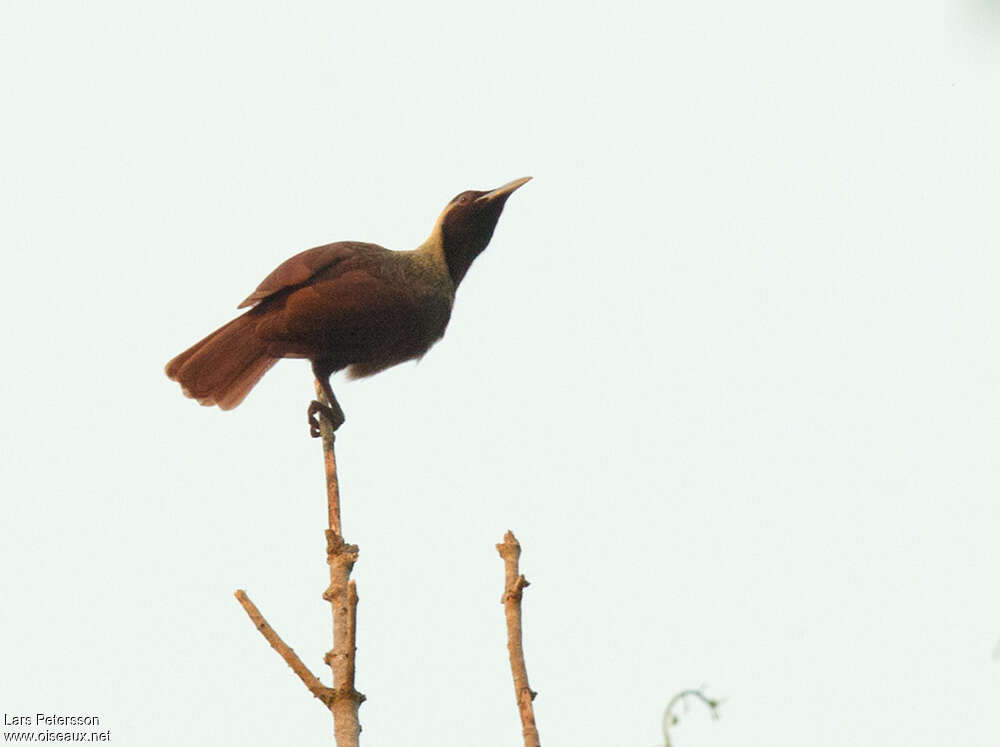 Emperor Bird-of-paradise female adult