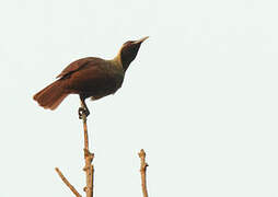 Emperor Bird-of-paradise