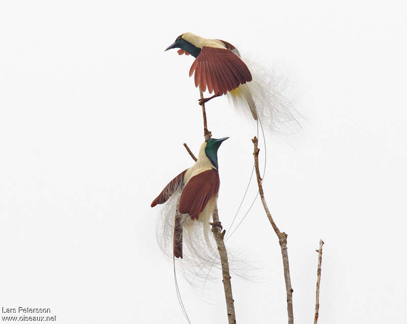 Emperor Bird-of-paradise male adult, identification, Behaviour