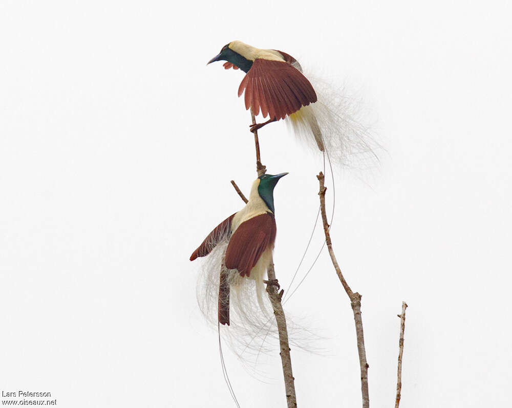 Emperor Bird-of-paradise male adult, identification, Behaviour