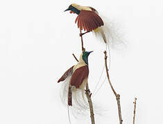 Emperor Bird-of-paradise