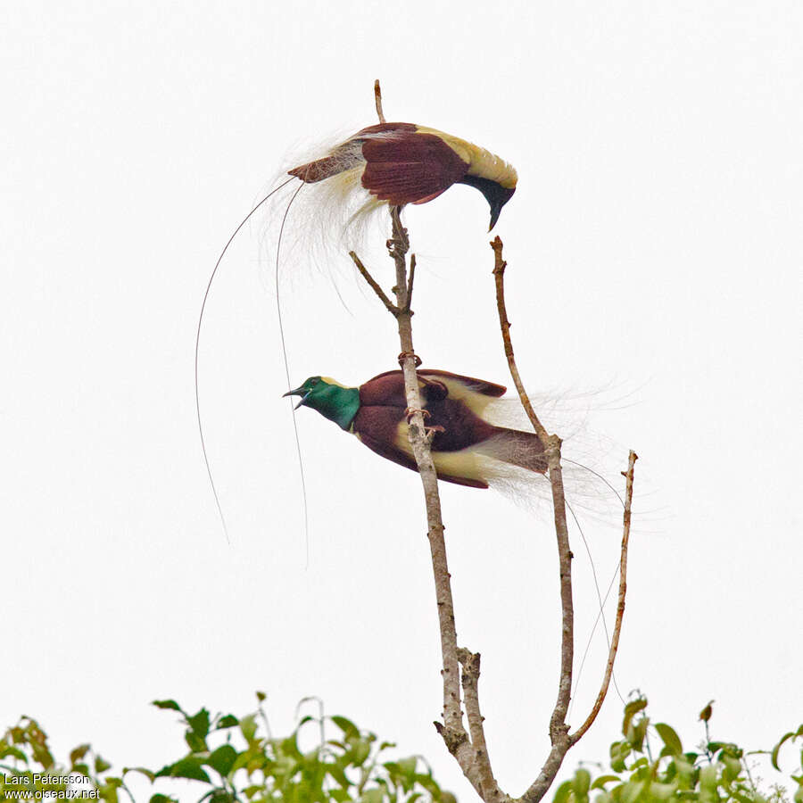 Emperor Bird-of-paradise male adult, Behaviour