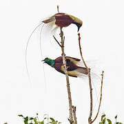 Emperor Bird-of-paradise