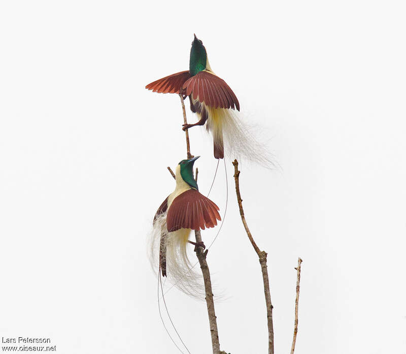 Emperor Bird-of-paradise male adult, Behaviour