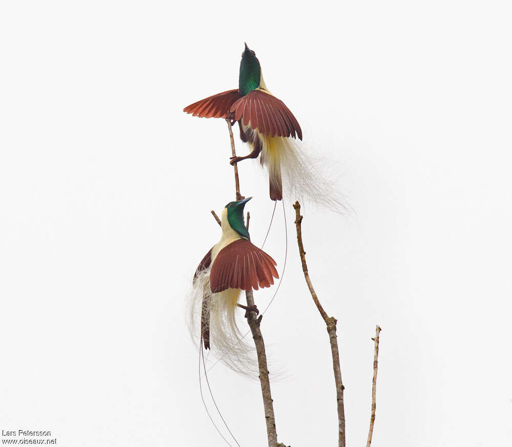 Emperor Bird-of-paradise male adult, Behaviour