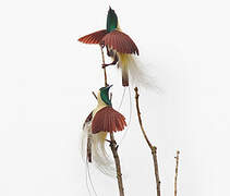 Emperor Bird-of-paradise