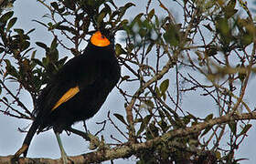 MacGregor's Honeyeater