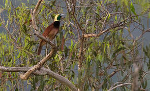 Raggiana Bird-of-paradise