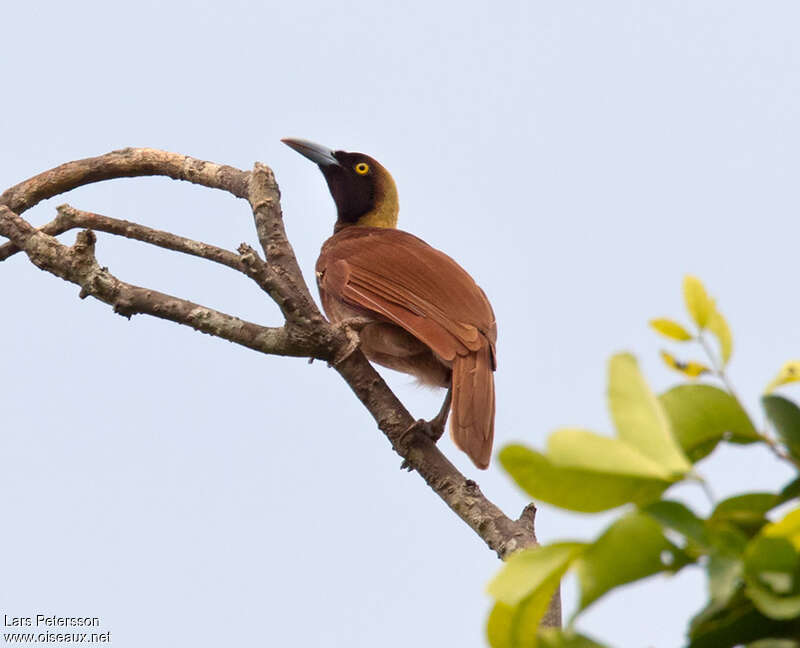 Raggiana Bird-of-paradise female adult, identification
