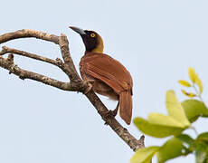 Raggiana Bird-of-paradise