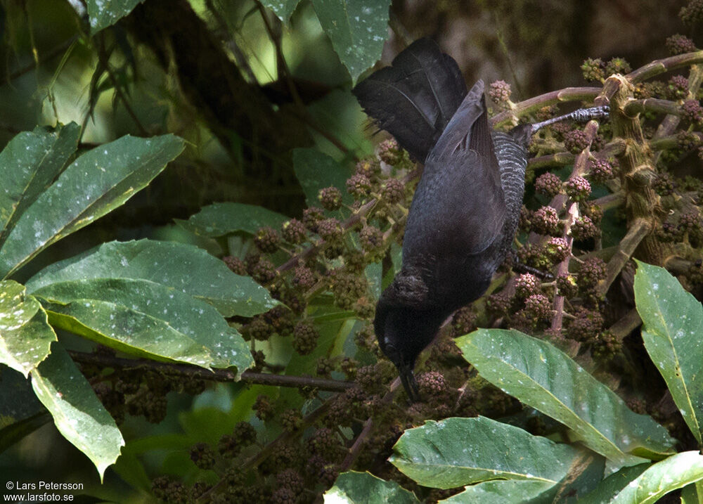 Huon Astrapia