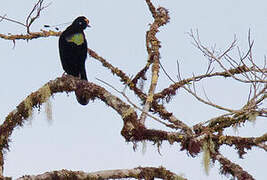 Wahnes's Parotia