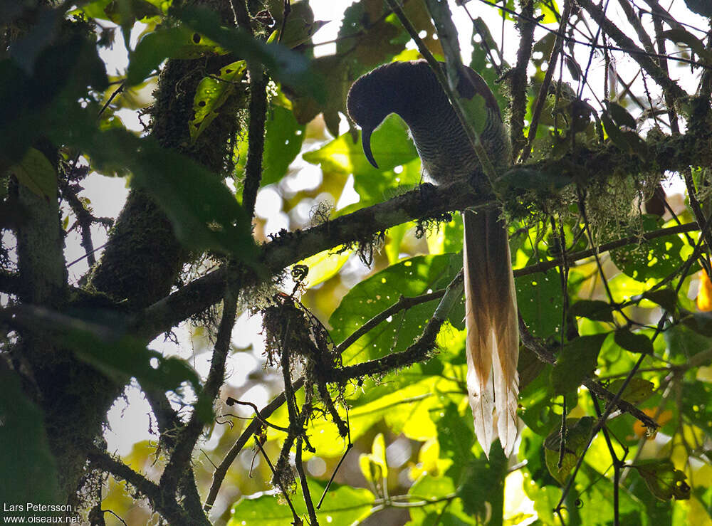 Black Sicklebill female adult