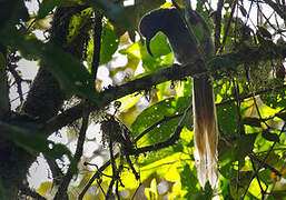 Black Sicklebill