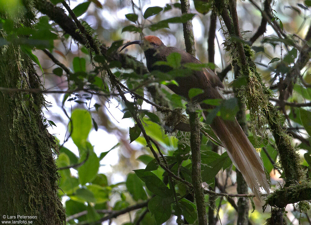 Black Sicklebill