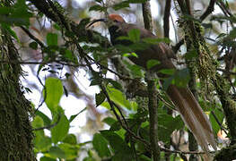 Black Sicklebill