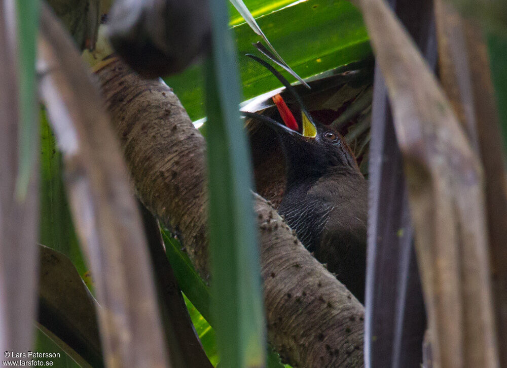 Black Sicklebill