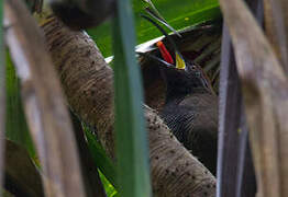 Black Sicklebill